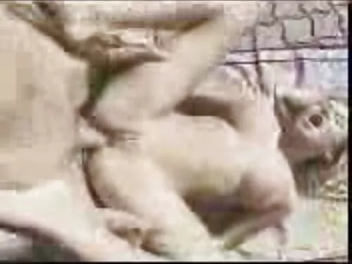 DP Star 2 Jojo Sex ف ...
